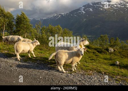 Le long de la route vers le mont Hoven, vue splendide sur le Nordfjord depuis le pont de Loen Banque D'Images