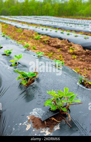 Rangées de fraises au sol recouvertes de film de paillis en plastique dans l'agriculture biologique. Culture de baies et de légumes à l'aide de la méthode de paillage Banque D'Images