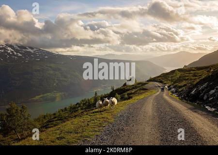 Le long de la route vers le mont Hoven, vue splendide sur le Nordfjord depuis le pont de Loen Banque D'Images