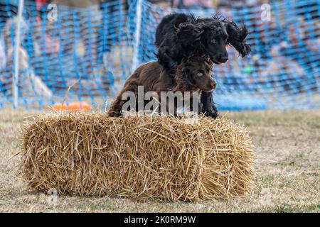 English Springer Spaniels, jeu, exposition Gundog, Dorset County Show 2022, Dorset, Royaume-Uni Banque D'Images
