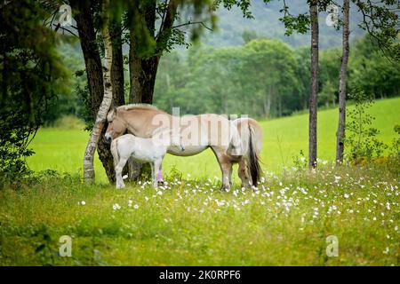 Beaux chevaux, femme et enfant dans un jardin, manger de l'herbe Banque D'Images