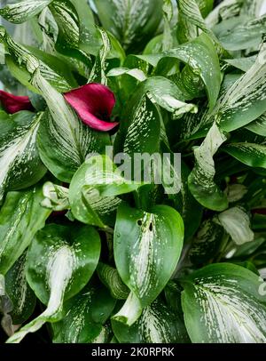 Zantedeschia - cally Lilly - est un genre de huit espèces de plantes herbacées vivaces à fleurs de la famille des Araceae Banque D'Images