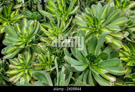 Images de Aeoniums, l'arbre houseleeeeeeeeeeeeeeeeeks, est un genre d'environ 35 espèces de plantes sucuculentes subtropicales de la famille des Crassulaceae. Cultivé en Cornouailles. Banque D'Images