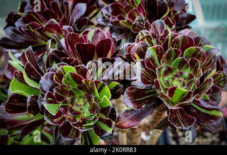 Images de Aeoniums, l'arbre houseleeeeeeeeeeeeeeeeeks, est un genre d'environ 35 espèces de plantes sucuculentes subtropicales de la famille des Crassulaceae. Cultivé en Cornouailles. Banque D'Images