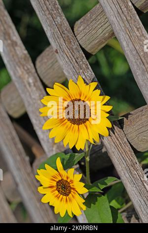 Tournesols fleuris sur la clôture du jardin Banque D'Images