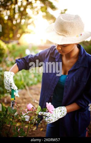 L'élagage soigneux garde son jardin beau. Une jeune femme taillant les roses dans son jardin. Banque D'Images