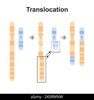 Conception scientifique de la mutation chromosomique de translocation. Symboles colorés. Illustration vectorielle. Illustration de Vecteur