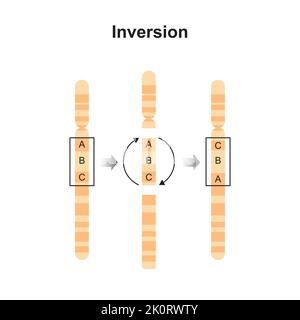 Conception scientifique de la mutation chromosomique d'inversion. Symboles colorés. Illustration vectorielle. Illustration de Vecteur