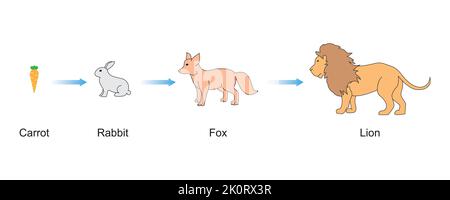Conception scientifique de la chaîne alimentaire. La relation la plus importante dans Ecosystème. Symboles colorés. Illustration vectorielle. Illustration de Vecteur
