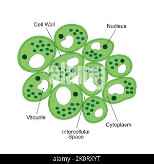 Conception scientifique de la structure du parenchyme. Le tissu permanent simple. Symboles colorés. Illustration vectorielle. Illustration de Vecteur