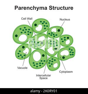 Conception scientifique de la structure du parenchyme. Le tissu permanent simple. Symboles colorés. Illustration vectorielle. Illustration de Vecteur