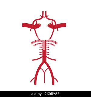 Conception scientifique de Willis Circle structure. L'anastomose circulatoire qui fournit du sang au cerveau. Symboles colorés. Illustration vectorielle. Illustration de Vecteur