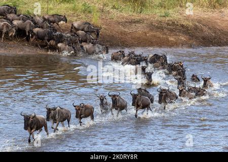 Un troupeau de gnus sautant dans l'eau pour traverser la rivière Mara sur leur chemin vers des pâturages plus verts au nord de Serguegeti, Tanzanie Banque D'Images