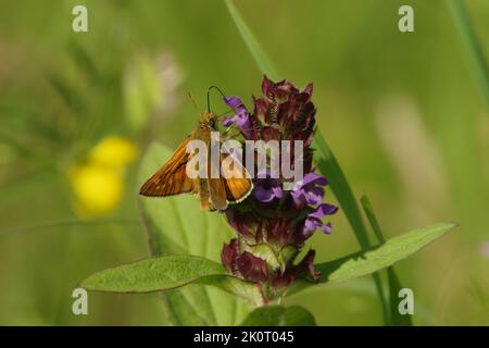 Grand papillon de skipper se nourrissant de fleur sauvage autoguéale Banque D'Images