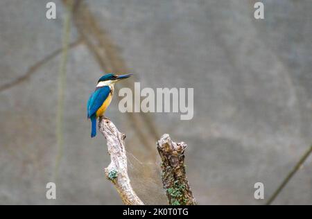 Un kingfisher sacré (Tobraphus sanctus) sur une branche Banque D'Images