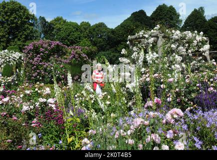 LES VISITEURS DE L'ABBAYE DE MOTTISFONT PRÈS DE ROMSEY, HANTS, PROFITENT D'UNE EXPOSITION SPECTACULAIRE DE ROSES DANS LES CÉLÈBRES JARDINS DE L'ABBAYE. PHOTO MIKE WALKER, 2014 PHOTOS DE MIKE WALKER Banque D'Images