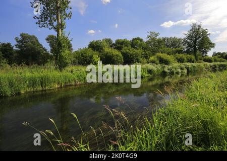 Vue sur la rivière Itchen dans la réserve naturelle de Winnall Moors, Winchester City, comté du Hampshire ; Angleterre ; Grande-Bretagne, ROYAUME-UNI Banque D'Images