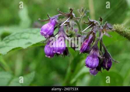 Comfrey violet vif ou comfrey commun ou véritable comfrey ou Quaker comfreyor boneset ou knitbone ou consound ou racine glissante (Symphytum officinale) Banque D'Images