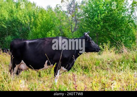 Vache à cornes noires paissant sur un pré sur fond d'arbres verts Banque D'Images