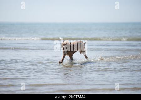 Golden Cocker Spaniel courant le long de la plage à marée basse en regardant heureux Banque D'Images