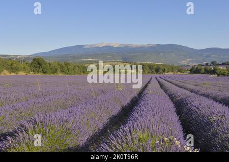 Lavande (Lavandula sp) champ de fleurs à récolter avec le Mont Ventoux en arrière-plan - région de Sault - Provence - Vaucluse - France Banque D'Images
