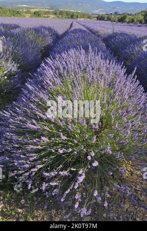 Lavande (Lavandula sp) champ de fleurs prêtes à être récoltées - région de Sault - Provence - Vaucluse - France Banque D'Images