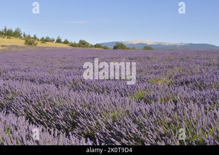 Lavande (Lavandula sp) champ de fleurs à récolter avec le Mont Ventoux en arrière-plan - région de Sault - Provence - Vaucluse - France Banque D'Images