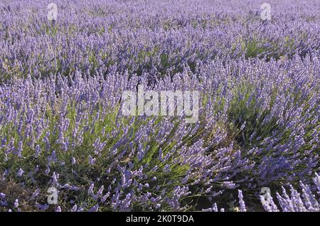 Lavande (Lavandula sp) champ de fleurs prêtes à être récoltées - région de Sault - Provence - Vaucluse - France Banque D'Images