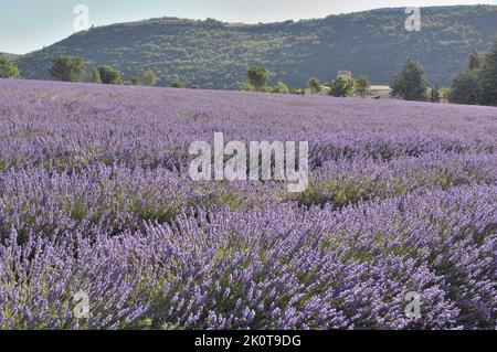 Lavande (Lavandula sp) champ de fleurs prêtes à être récoltées - région de Sault - Provence - Vaucluse - France Banque D'Images