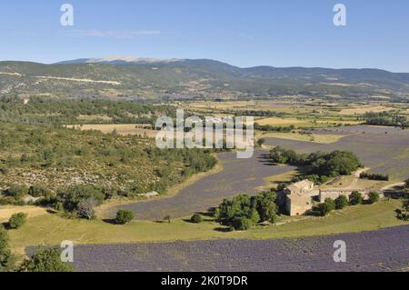 Lavande (Lavandula sp) champ de fleurs à récolter avec le Mont Ventoux en arrière-plan région de Sault - Provence - Vaucluse - France Banque D'Images
