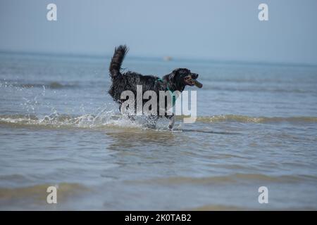 Chien de croix Collie doux noir jouant dans la mer par une journée ensoleillée Banque D'Images