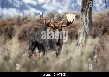 Un orignal de taureau debout dans un broussailles près d'un arbre de coton solitaire sous les montagnes Teton. Parc national de Grand Teton, Wyoming Banque D'Images