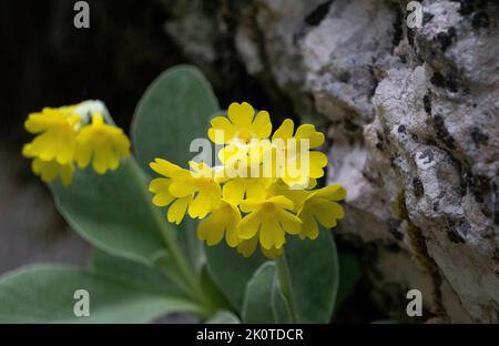 Primula auricula - une fleur sauvage rare dans les montagnes Tatra. Banque D'Images