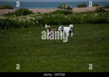 Deux petits chiens jouant sur la plage Banque D'Images