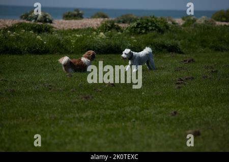 Deux petits chiens jouant sur la plage Banque D'Images