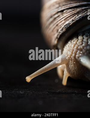 Cliché vertical d'un escargot sur fond noir Banque D'Images