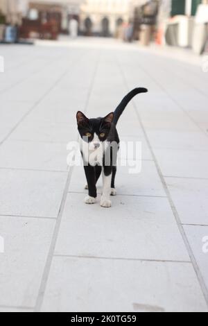 Chat noir et blanc mignon Banque D'Images