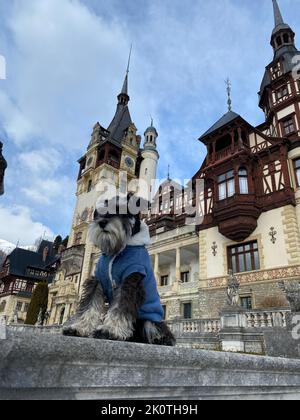 Un Schnauzer miniature contre l'ancien château de Peles Banque D'Images