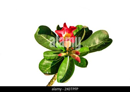 Les tiges de fleurs et les feuilles de la plante d'adenium qui ont des boutons de fleurs prêts à fleurir et sont rouges, isolés sur un fond blanc Banque D'Images