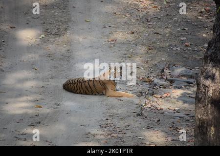 DJ du parc national de Kanha Banque D'Images