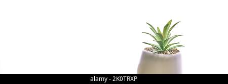 Banner.A green succulent plante dans un moderne rond plantoir, mis en évidence sur un fond blanc.Une maison à la mode avec des pierres de sable. Photo de haute qualité Banque D'Images