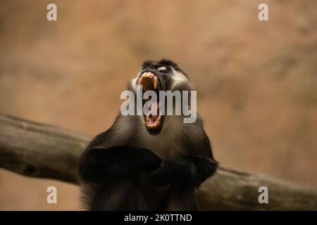 Cerise couronnée Mangabey bâillant en captivité Banque D'Images