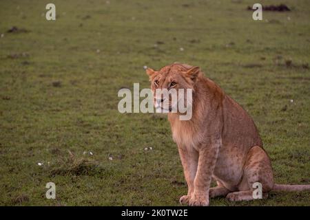 Kenya, Naibosho, 2022-02-15. Une promenade sans lien dans le parc national de Niabosho. Photographie par Alexander BEE / Hans Lucas. Banque D'Images