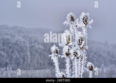 Fleurs de chardon séchées couvertes de glace le matin d'un hiver froid Banque D'Images