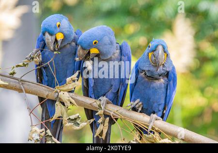 La macaw jacinthe est un perroquet à l'œil bleu endémique de l'Amérique du Sud. Avec un poids jusqu'à 1,3 kg et une longueur jusqu'à un mètre, la jacinthe macaw i Banque D'Images