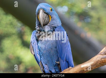 La macaw jacinthe est un perroquet à l'œil bleu endémique de l'Amérique du Sud. Avec un poids jusqu'à 1,3 kg et une longueur jusqu'à un mètre, la jacinthe macaw i Banque D'Images