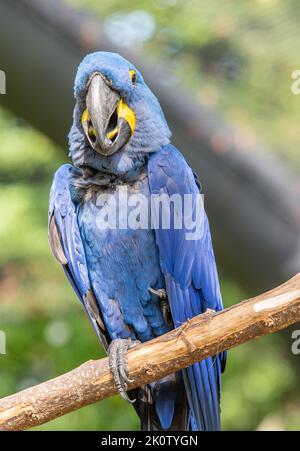 La macaw jacinthe est un perroquet à l'œil bleu endémique de l'Amérique du Sud. Avec un poids jusqu'à 1,3 kg et une longueur jusqu'à un mètre, la jacinthe macaw i Banque D'Images