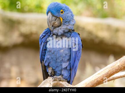 La macaw jacinthe est un perroquet à l'œil bleu endémique de l'Amérique du Sud. Avec un poids jusqu'à 1,3 kg et une longueur jusqu'à un mètre, la jacinthe macaw i Banque D'Images