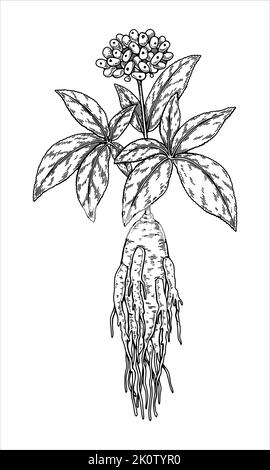 Racine de ginseng sauvage tirée à la main avec feuilles et baies isolées sur fond blanc. Illustration vectorielle botanique en style esquisse pour l'emballage, le logo, Illustration de Vecteur