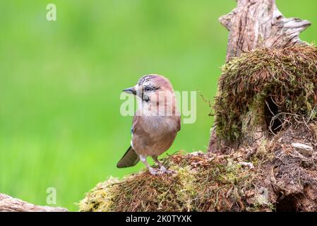 Jay eurasien, Garrulus Glandarius, perché sur une bûche recouverte de mousse sur un fond vert flou Banque D'Images